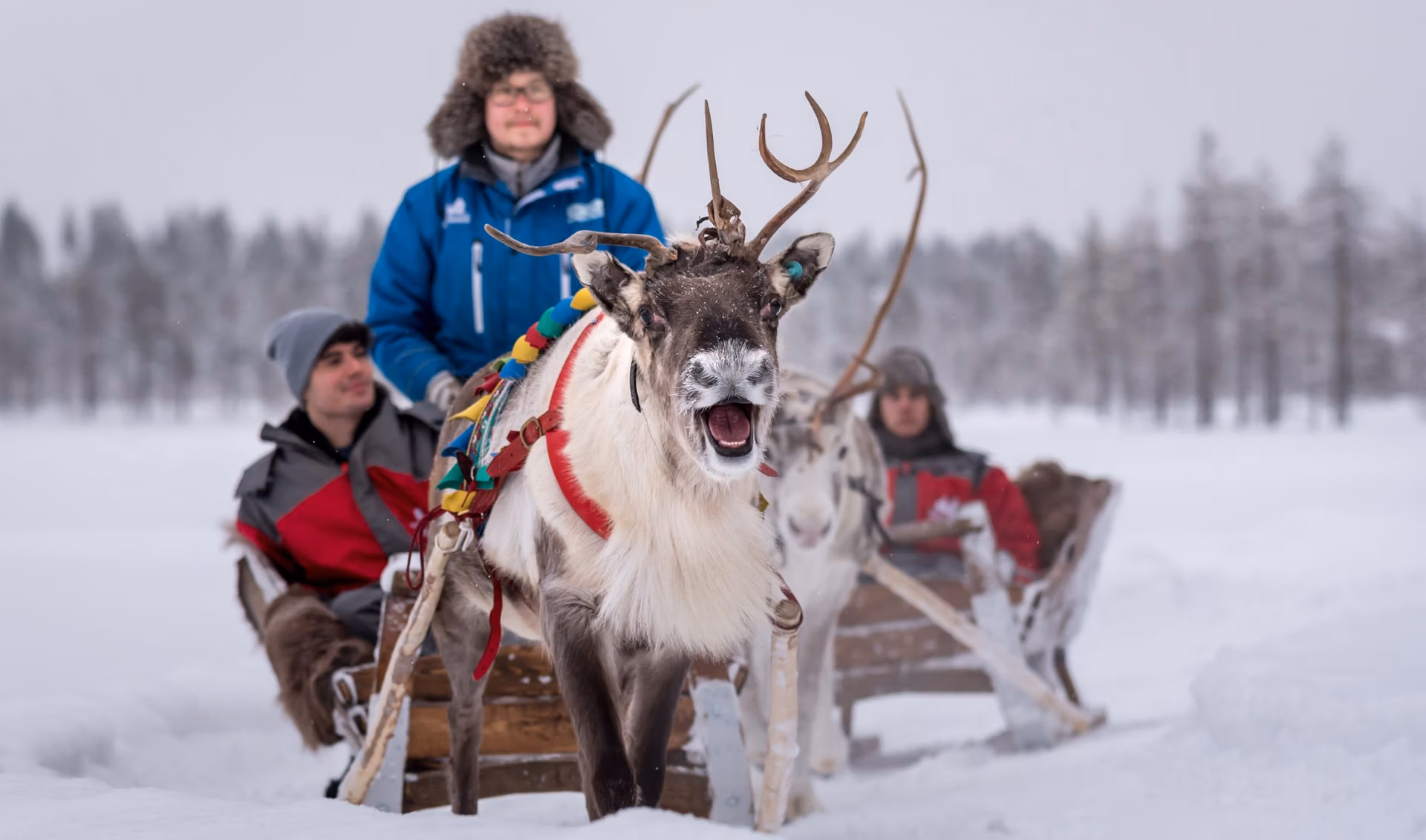 Davalia travel - Christmas House Safaris 4