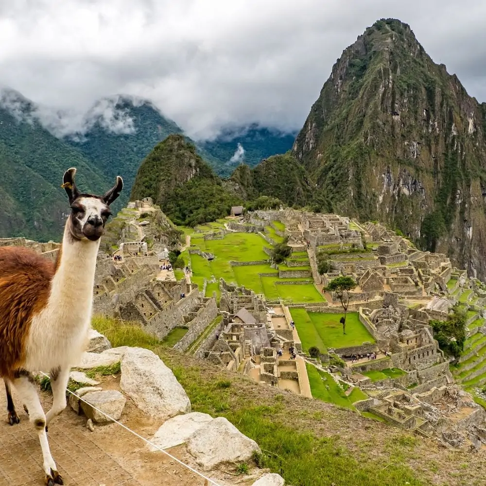 Llama-en-Machu-Picchu-cel.jpg
