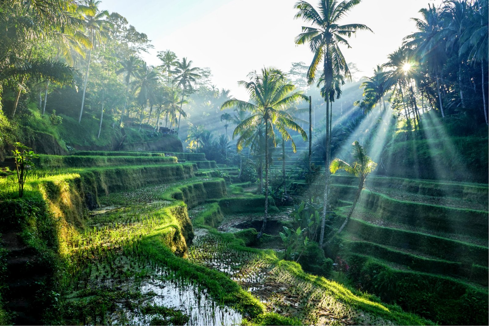 bali-ubud-rice-terraces