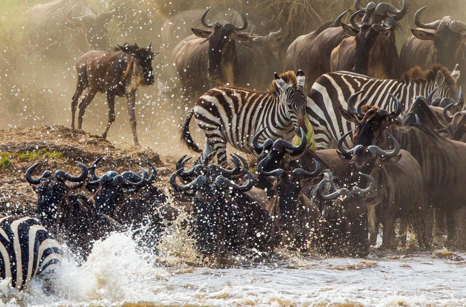 safari-head-blackpepper-general-0003-capa-16-2x-1008x498