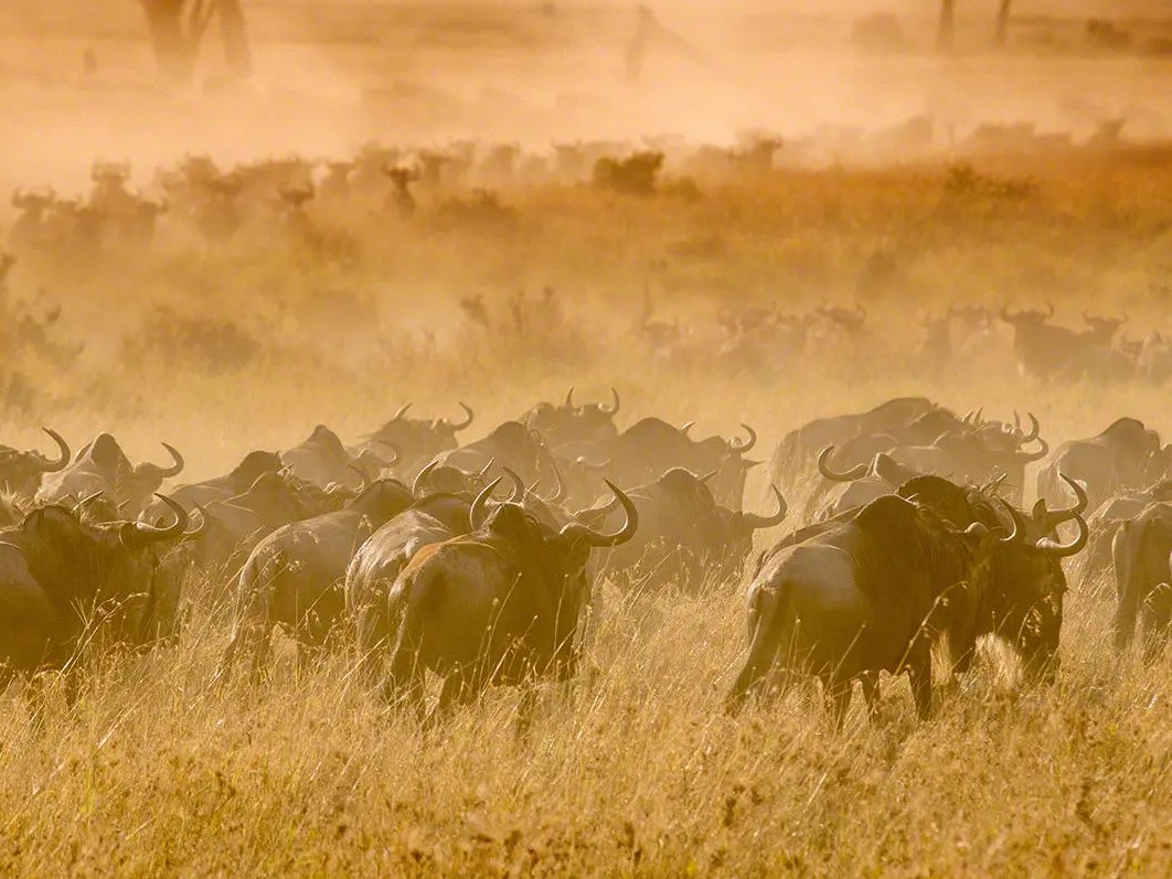 serengeti-grande-migracao-savana-tanzania-migracao-gnus