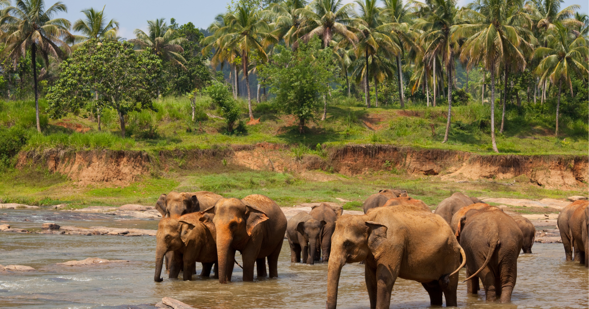 Lo mejor de Sri Lanka y Maldivas