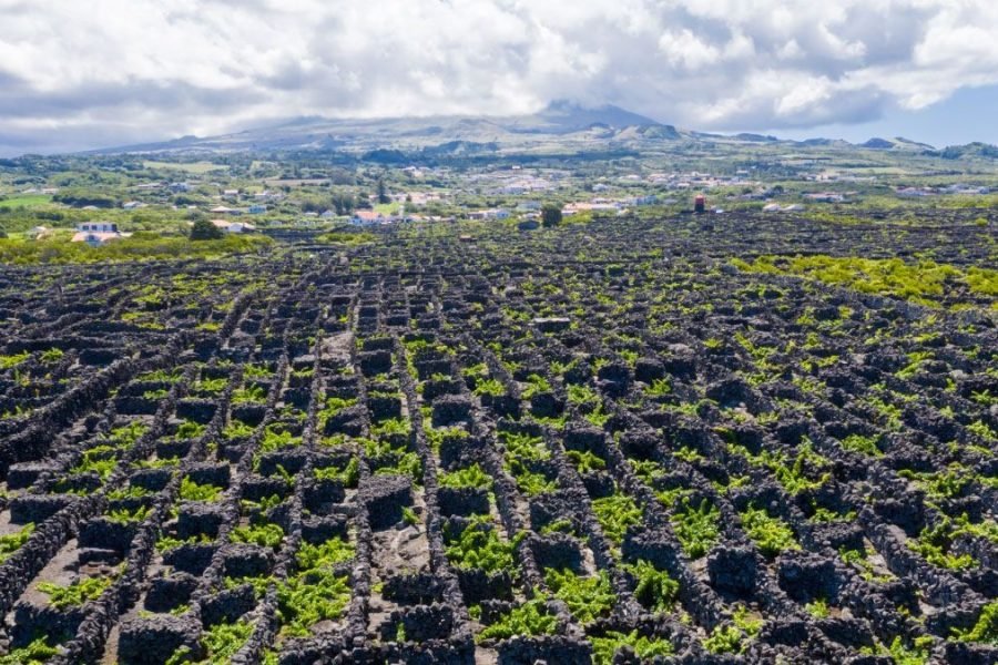 Vineyards