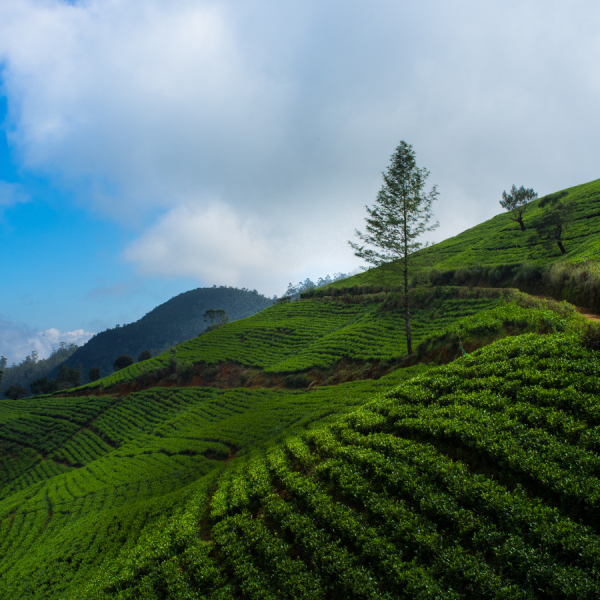 nuwara eliya (1)