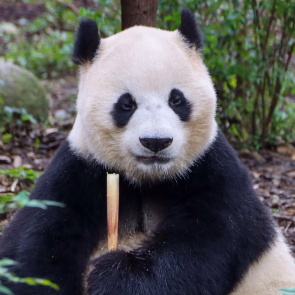 oso panda
