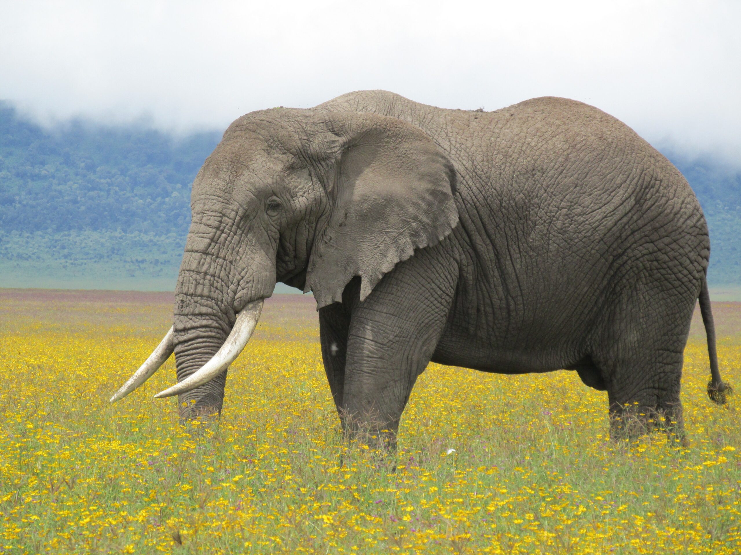 Tanzania — imagen editorial 2