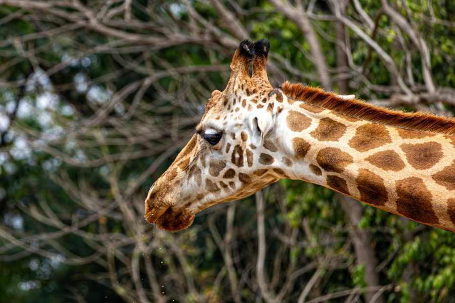 pexels-regan-dsouza-1315522347-32304821