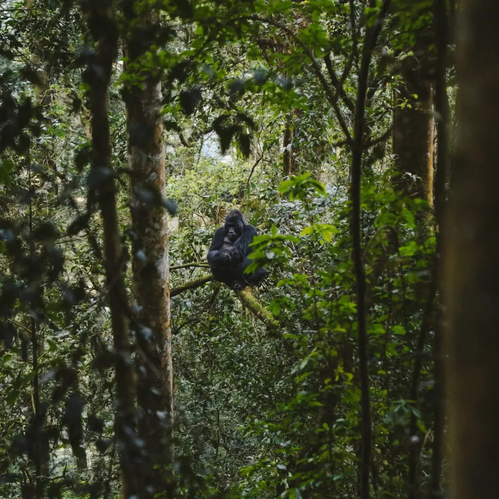 Uganda: gorilas de montaña, chimpancés y el safari más inesperado de África