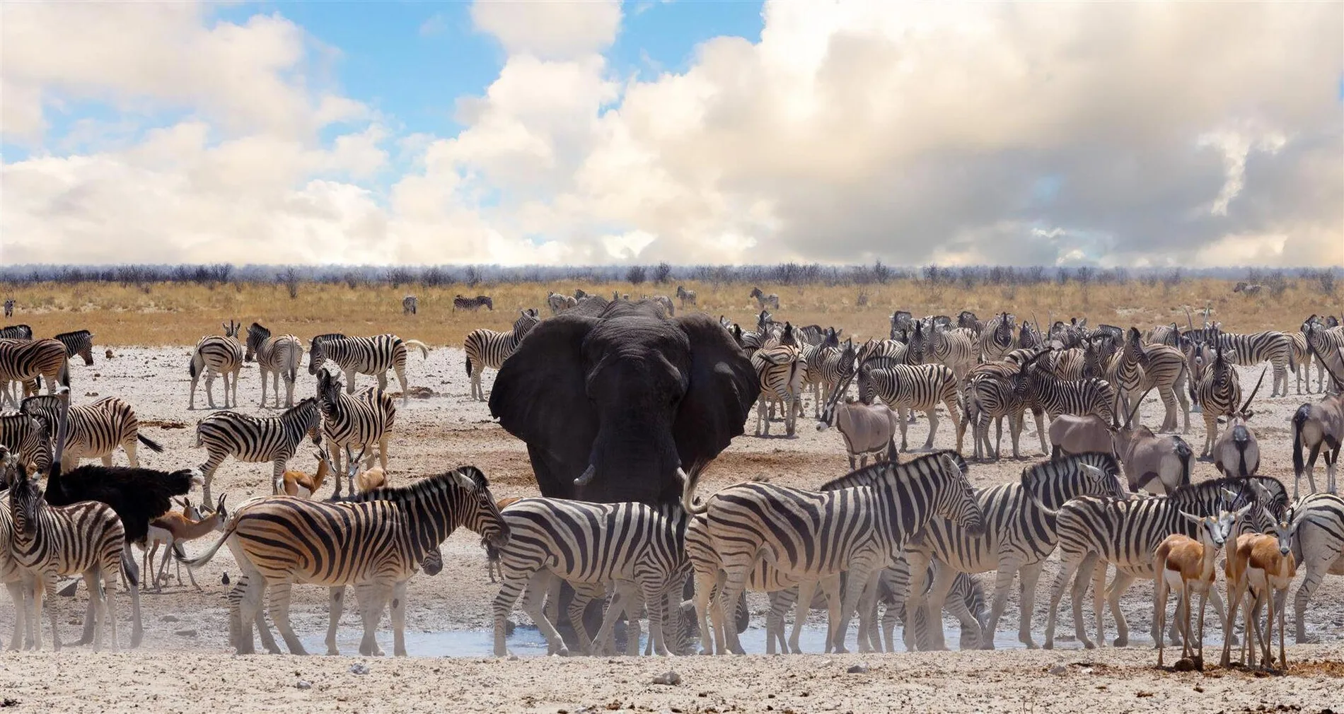 etosha