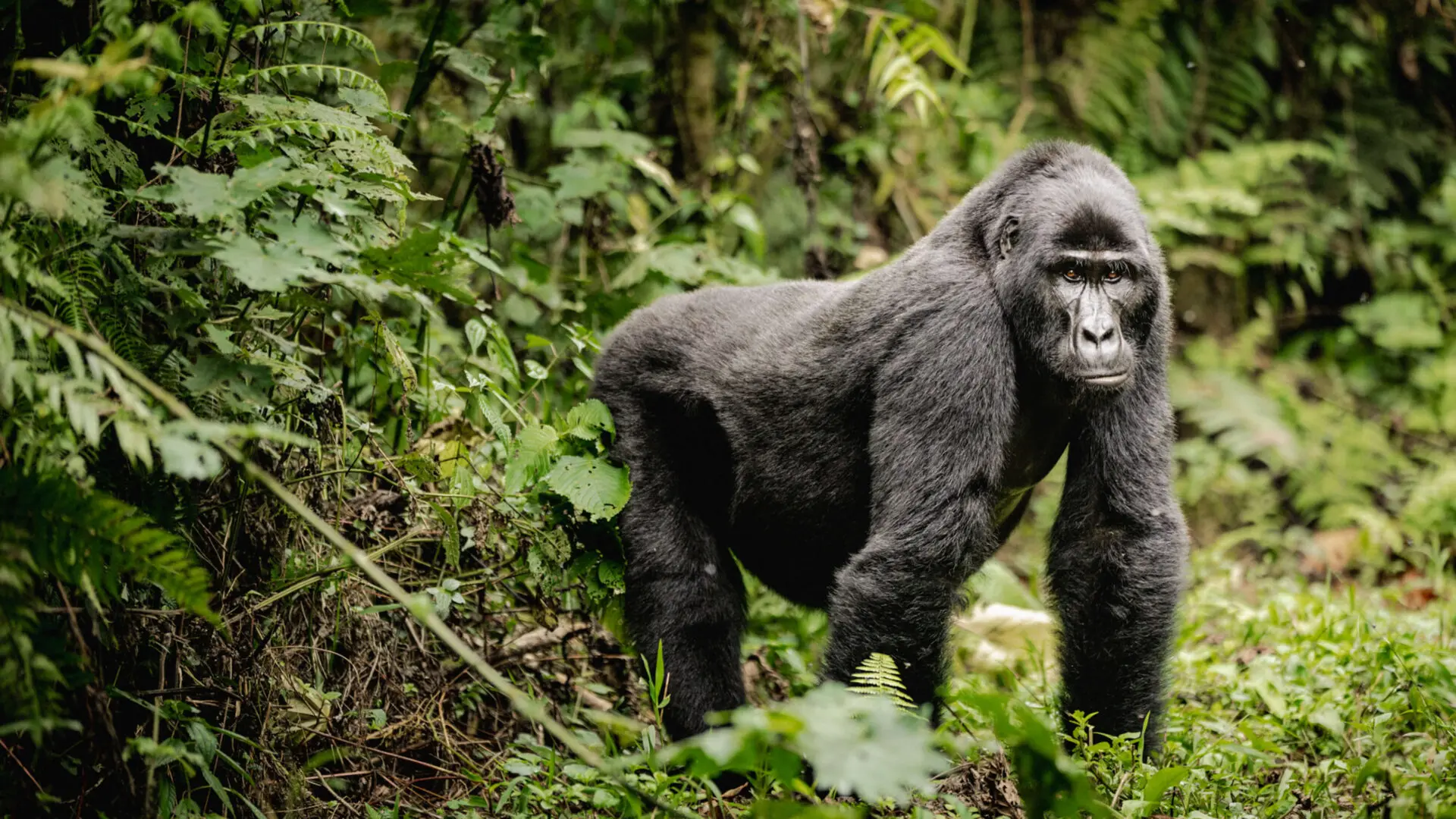 bwindi gorila trek