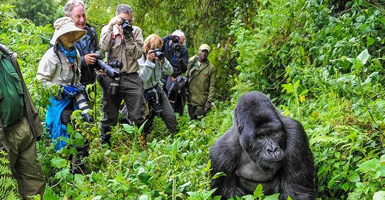 gorila trek Uganda