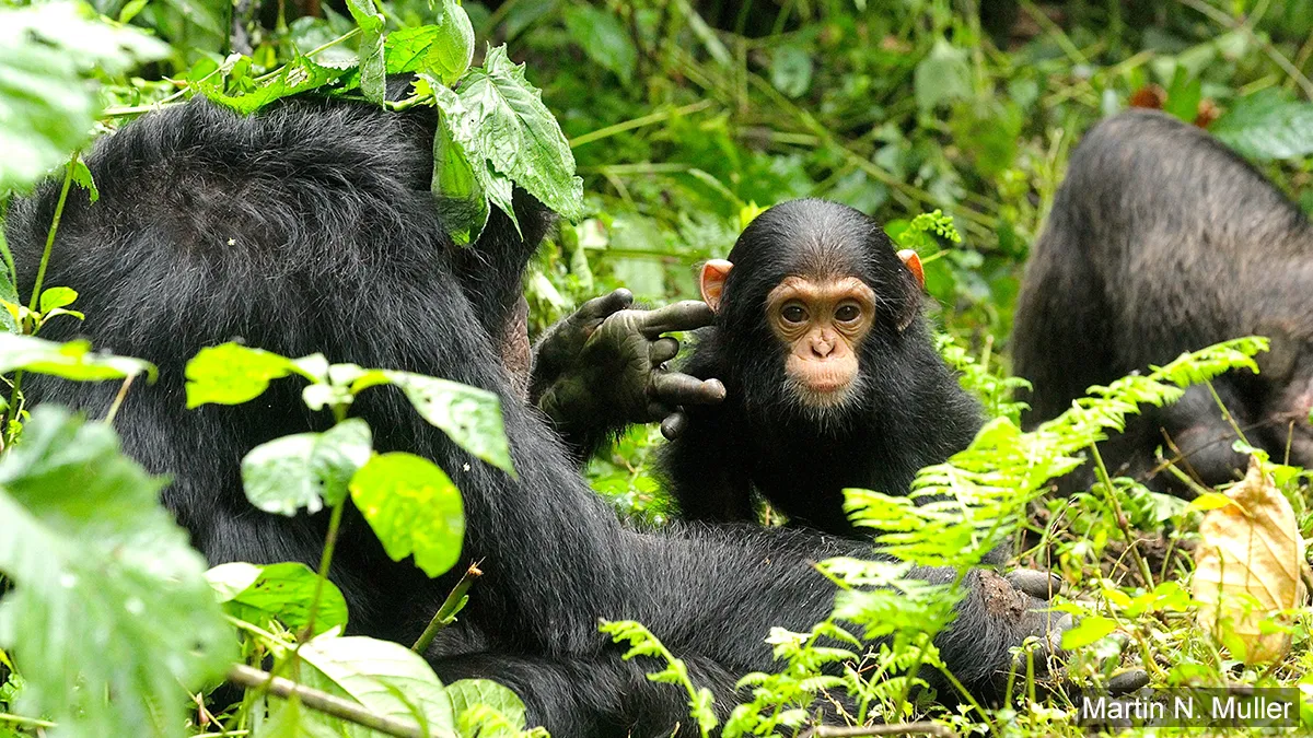 kibale chimpancé