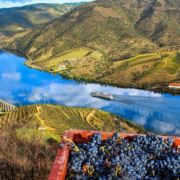 Douro-Valley-grapes