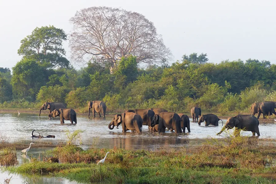 elephants-4864736-Header_Mobile