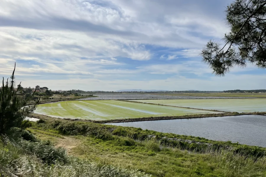 rice-fields-comporta-scaled